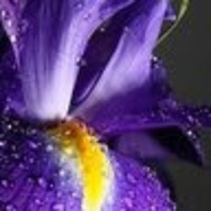 Meet your Posher, Iriska